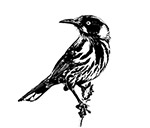 The story of the New Holland Honey Eater