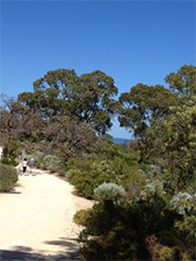 White sandy trail whith bushland on either side