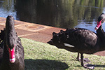 Black Swans at Lake Jualbup by Sally Wallace