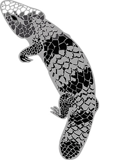 bobtail