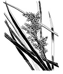 Coastal Sword Sedge Story