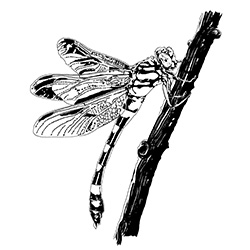 dragon fly