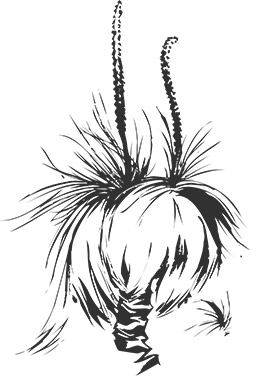 grass tree