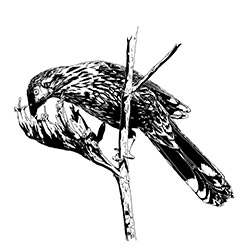 red eye wattle bird