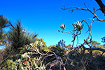 Bold Park Wildflowers by Sally Wallace