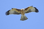 Little Eagle by Friends of Bold Park Bushland