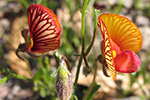 Shenton bushland - Isotropis cuneifolia (Granny bonnet) by Kerri Boase-Jelinek