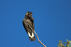 An image of Carnaby's Cockatoo by Sally Wallace.