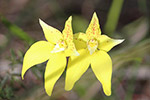 Cowslip by Sally Wallace