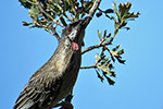 Red Eye Wattle – Joyce Rubelli