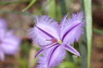 Fringe Lilly by Sally Wallace