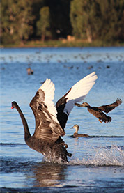 An image of swans on Lake Monger by Sally Wallace.